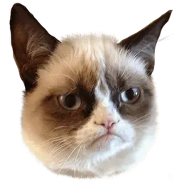 Grumpy Cat